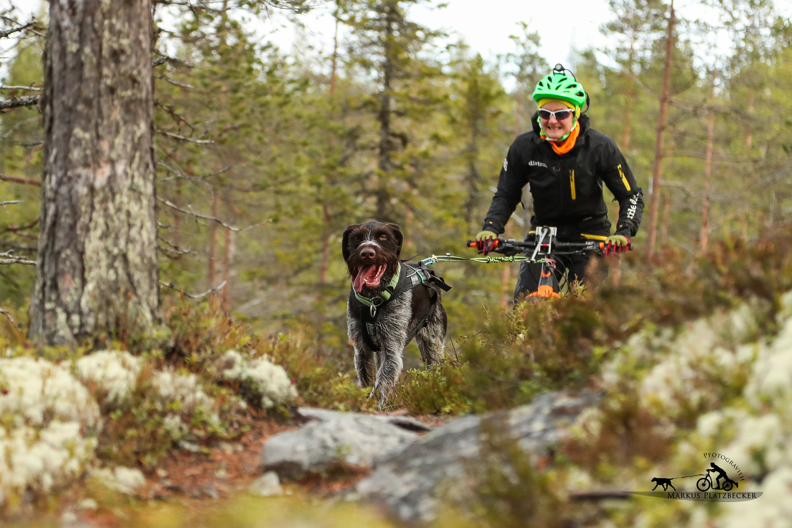 Bikejöring im Fjäll