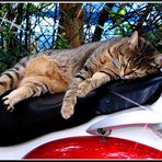 Biker-Katze ...