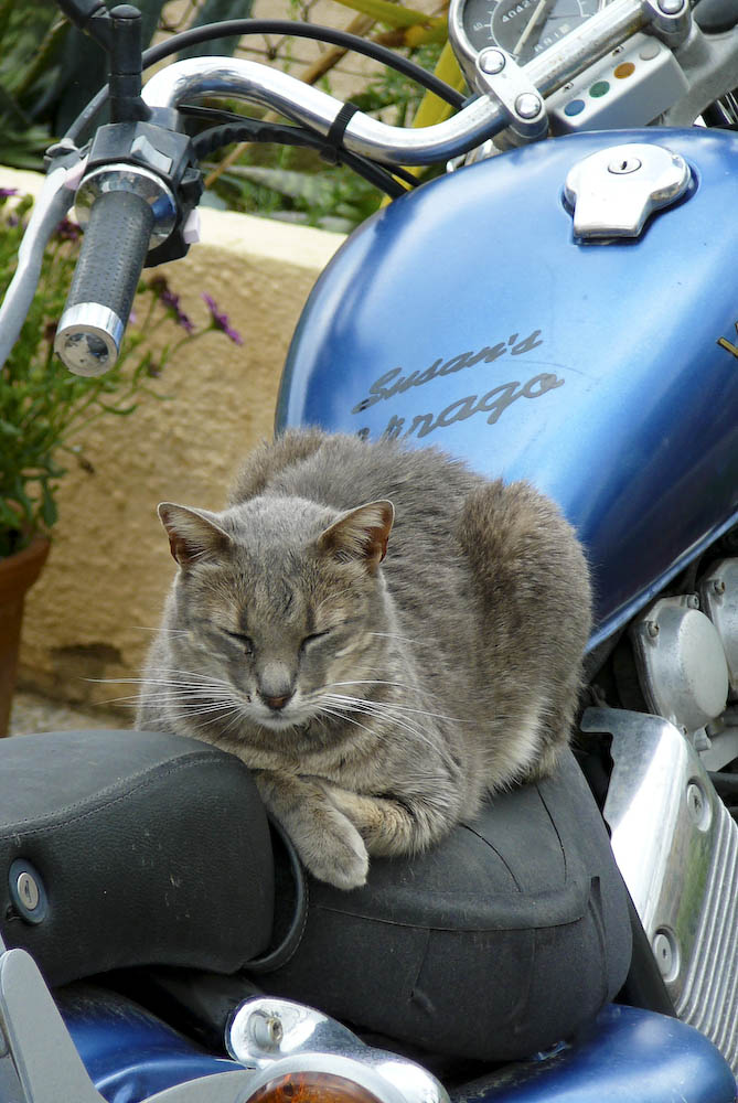 Bikercat