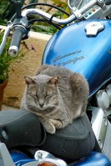 Bikercat