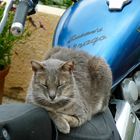 Bikercat