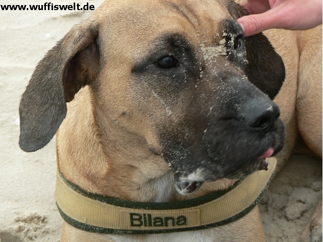 Bilana die kleine Sandnase am Strand