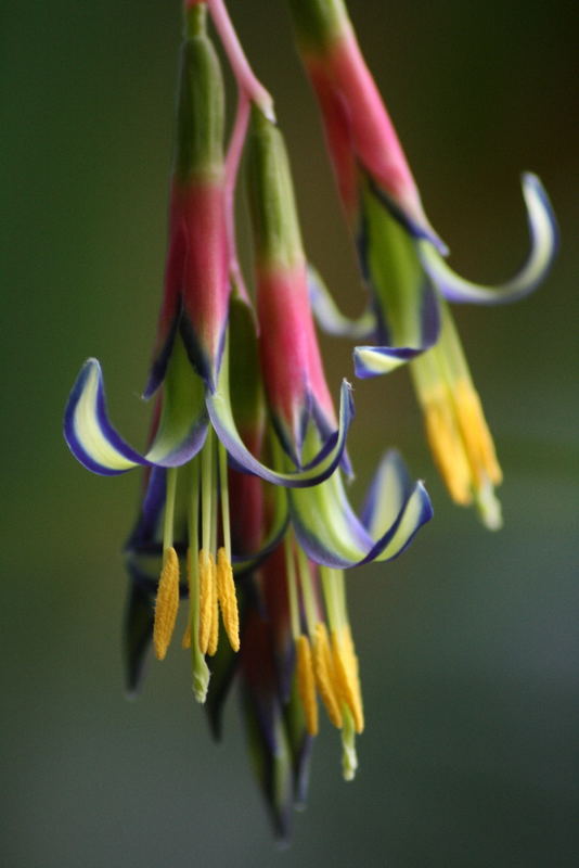 Bilbergia nutans