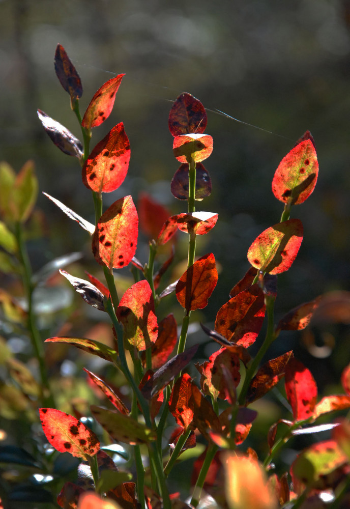 Bilberry sprigs