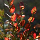 Bilberry sprigs