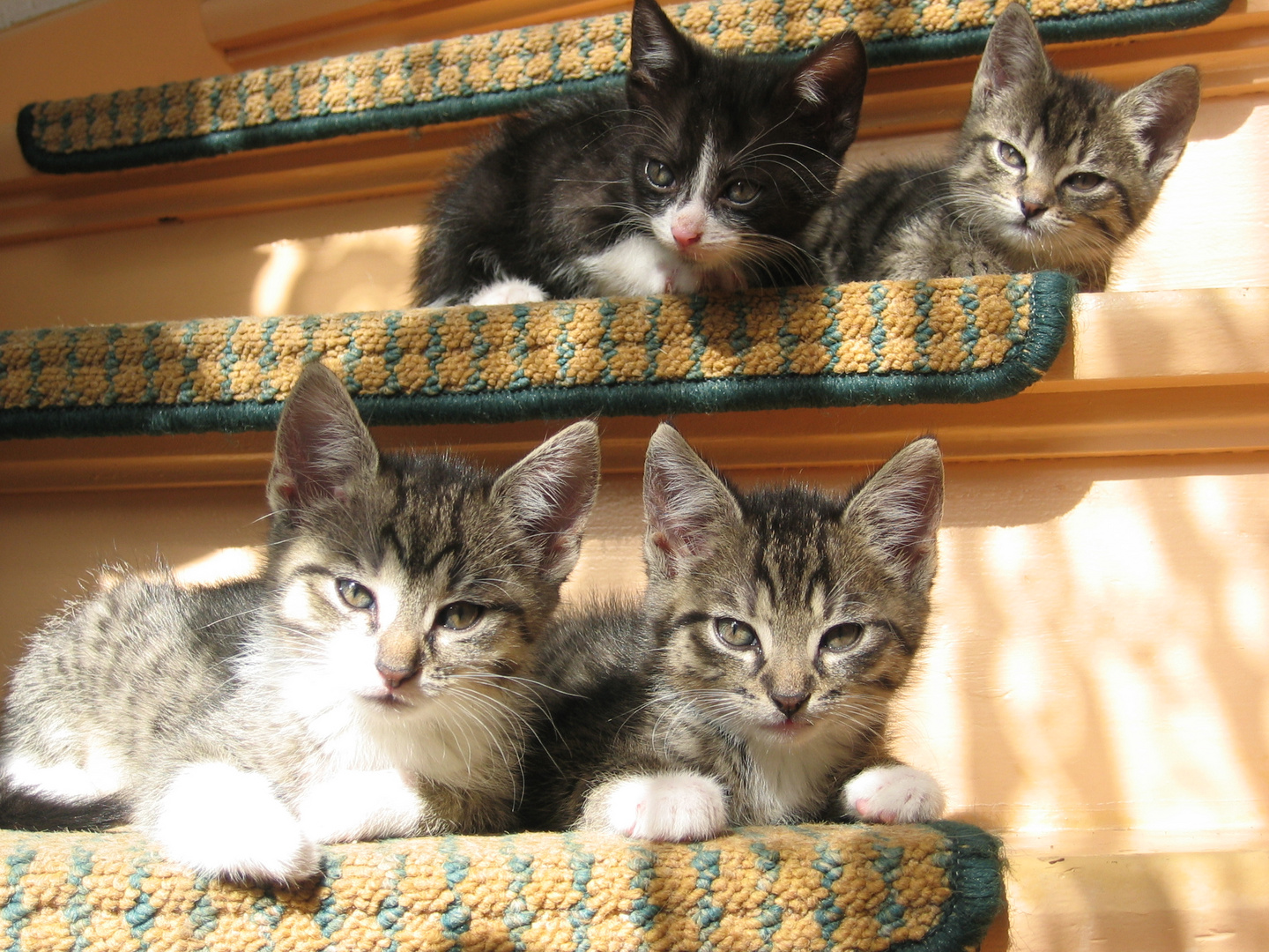 Bild 00Szenen einer Treppe Teil 2 Katzen