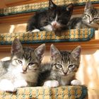 Bild 00Szenen einer Treppe Teil 2 Katzen