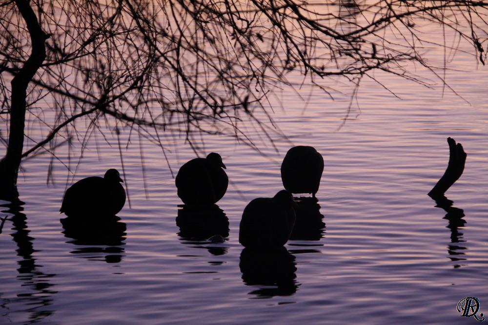 Bild 016: Waren (Müritz): Winterliche Stille am Kietz.