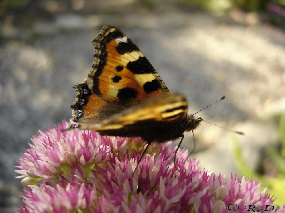 Bild 025: Waren (Müritz): Im Garten.