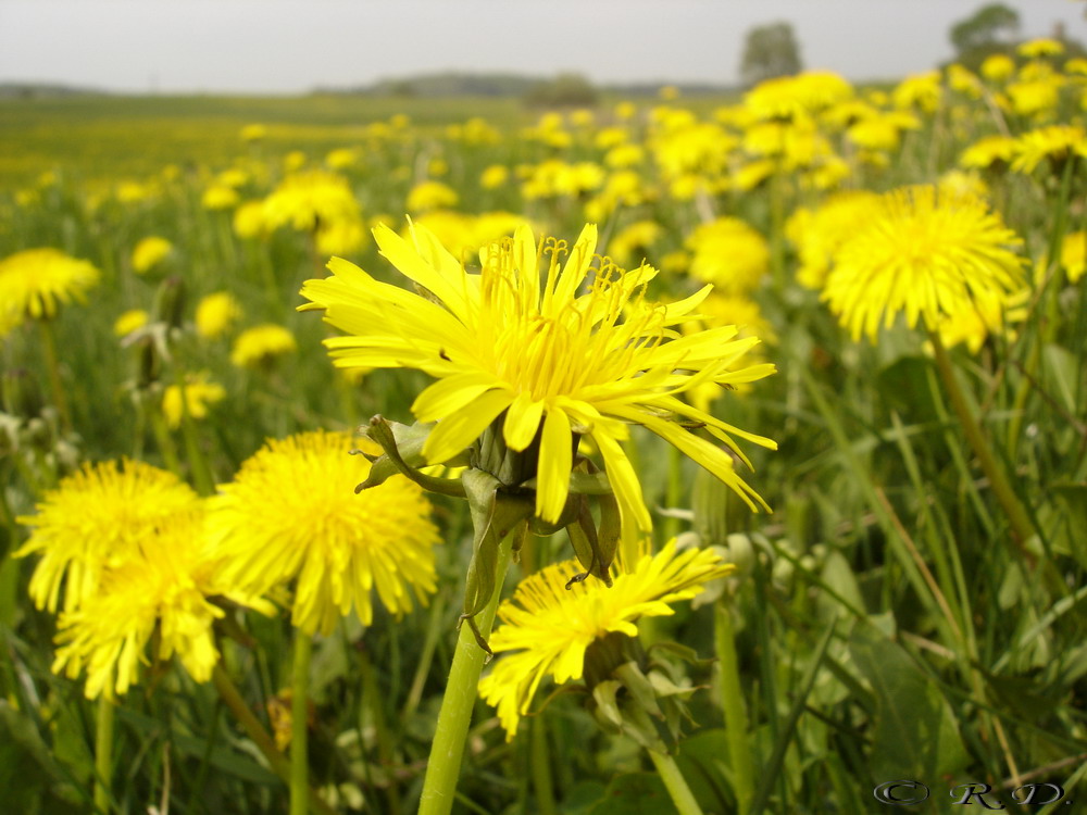 Bild 030: Waren (Müritz): Frühjahrswiese.