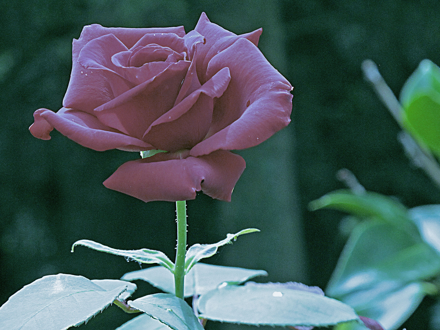Bild 1: Bearbeitete Rosenblüte aus Uschis Garten.