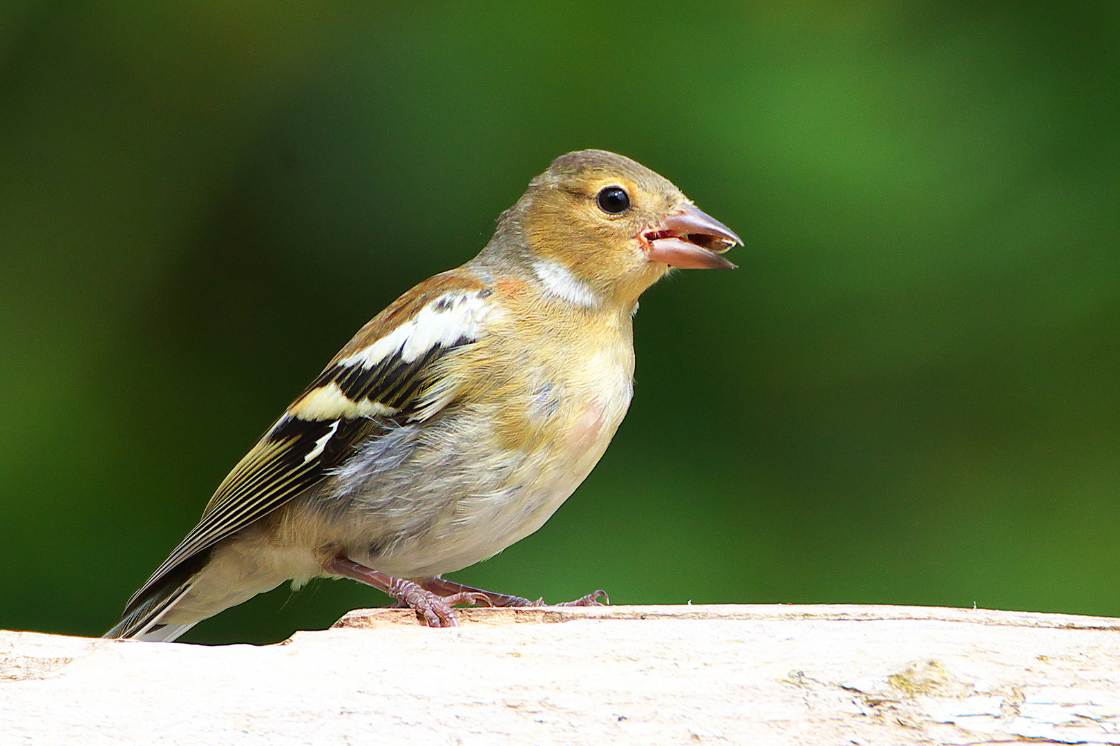 Bild 1 / Ein Buchfinkenweibchen auf Futtersuche