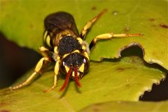 Bild 1 - In der Sonne schlafendes Weibchen der Wespenbiene Nomada goodeniana - . . .