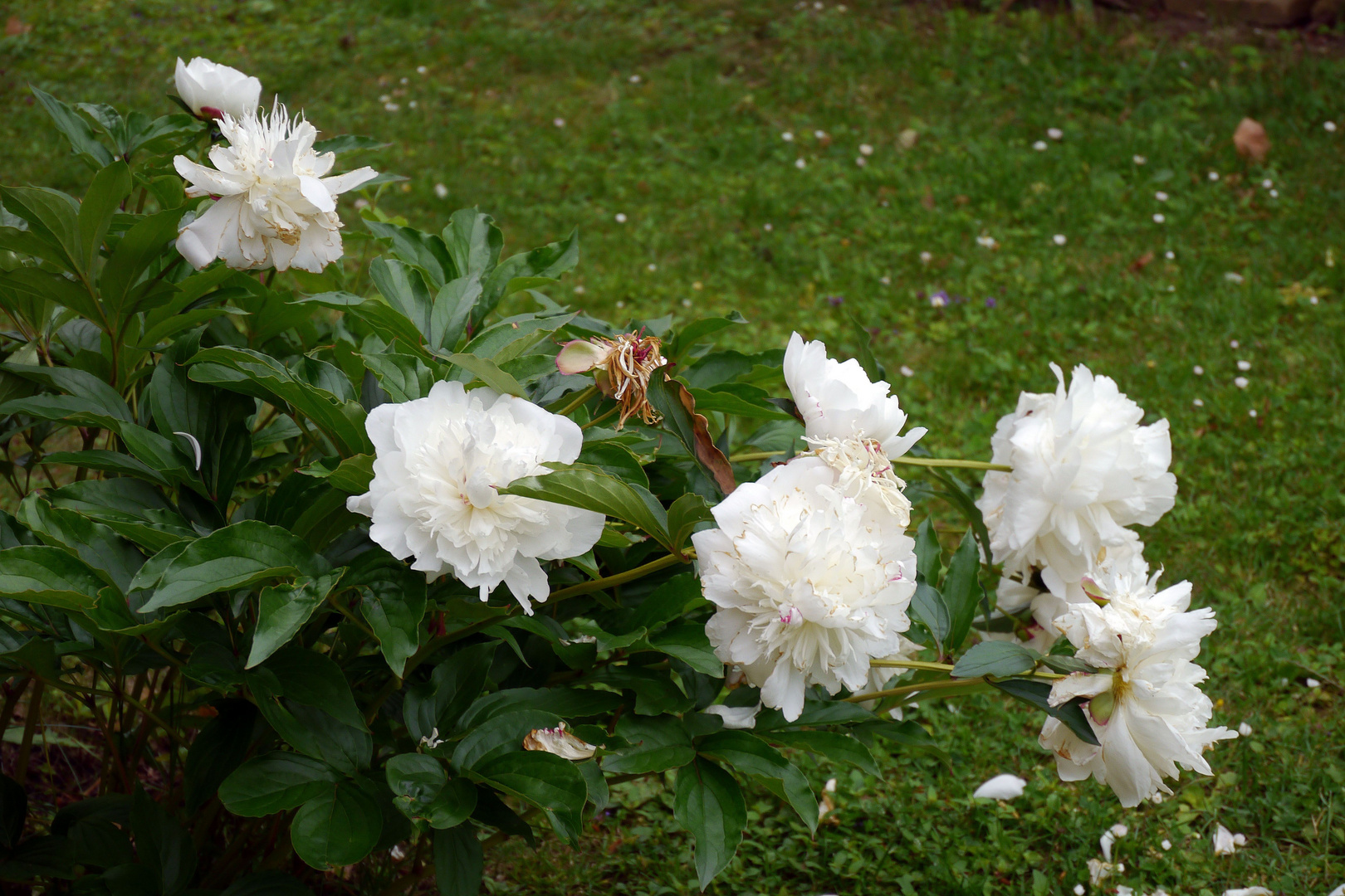 Bild 1:  Letzter Abend in Hackenheim Blüte so.......?