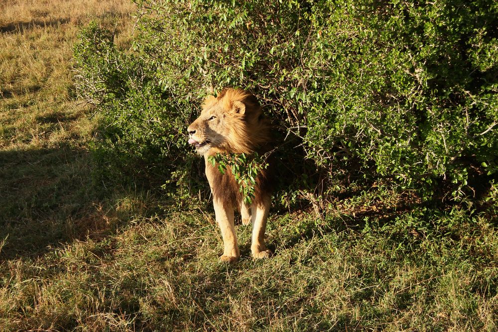 Bild 1   -  Löwe - Panthera leo