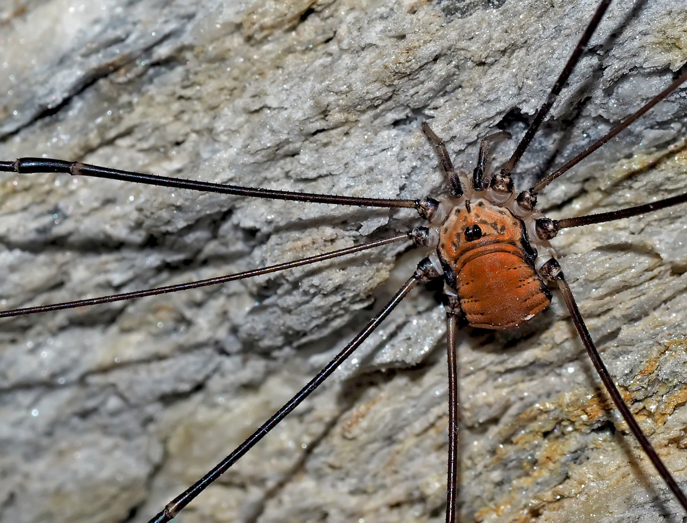 Bild 1: Weberknecht: Ziegelrückenkanker (Leiobunum limbatum) - L'Opilion, une araignée ...