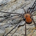 Bild 1: Weberknecht: Ziegelrückenkanker (Leiobunum limbatum) - L'Opilion, une araignée ...