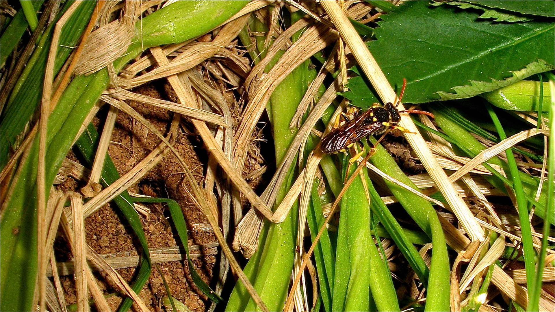 - Bild 12 - des Bienenkrimis in Düsseldorf-Garath, 4.5.2012