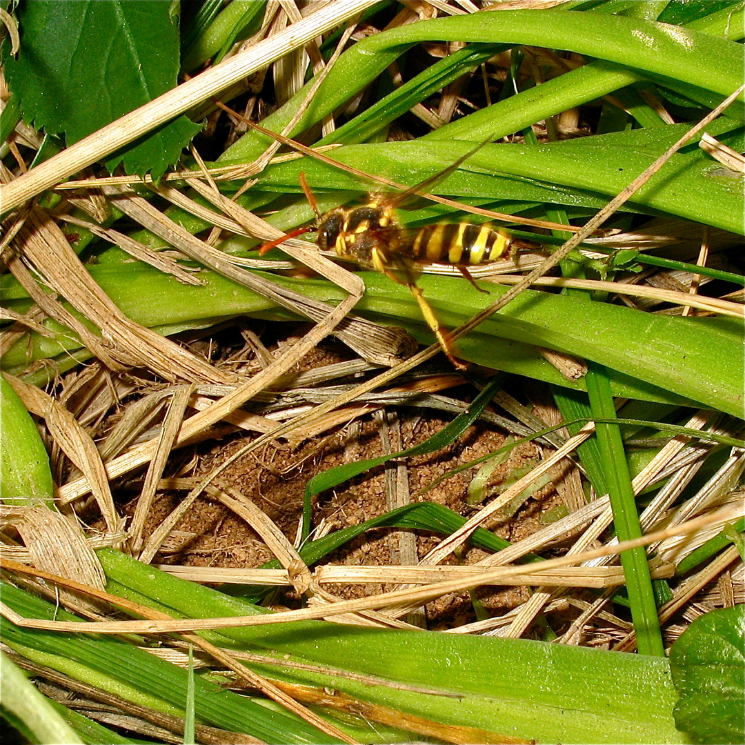 Bild 13 der Brutparasitologie der Wespenbiene Nomada gooderiana . . .