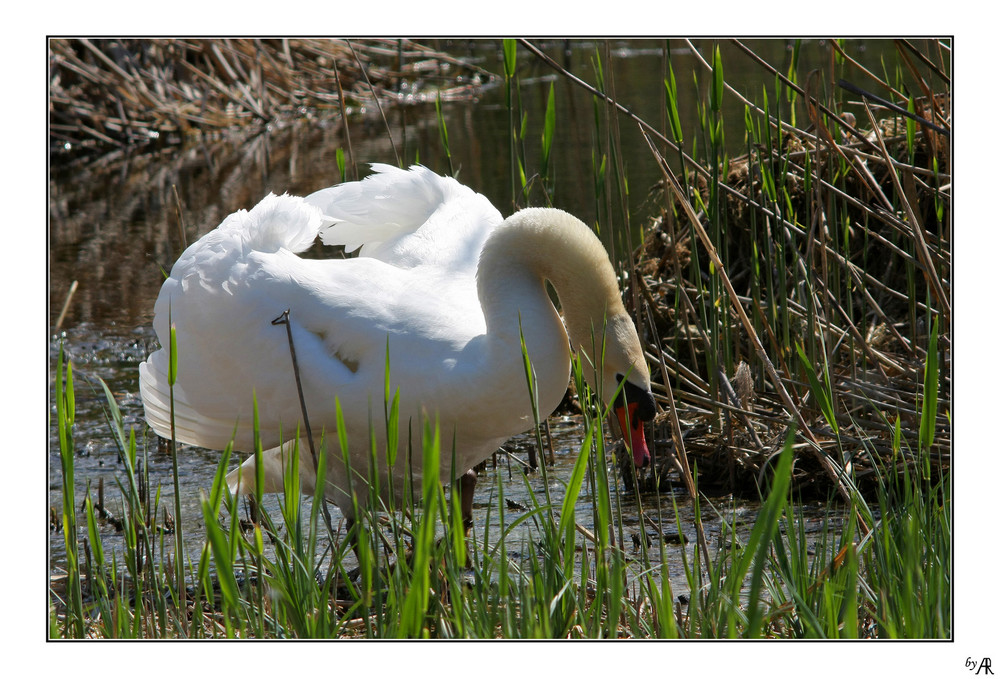 --- Bild 2: angreifender Schwan ---