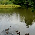 Bild 2: Enten auf dem Mühlenteich