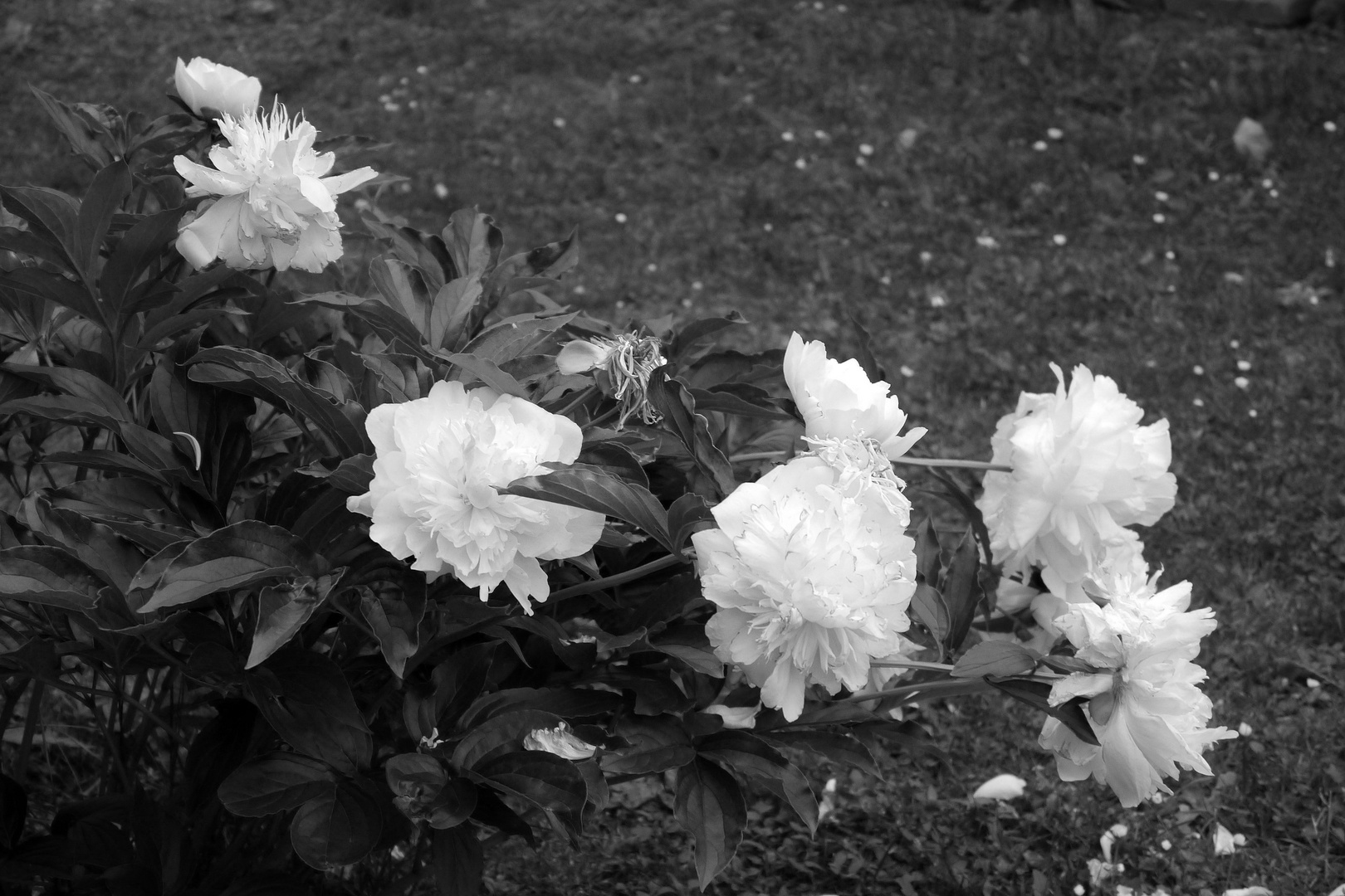 Bild 2: Letzter Abend in Hackenheim Blüte .......oder so?