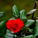 Bild 2:  Rose am Hauseingang im starken Wind, kurz vor dem Regen.