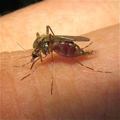 Bild 2 zum nobelpreisverdächtigen Selbstversuch Mückenstich)