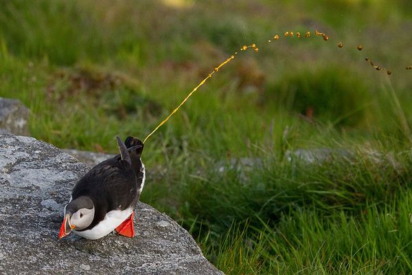 Bild 24: "Der Goldene Schuss"