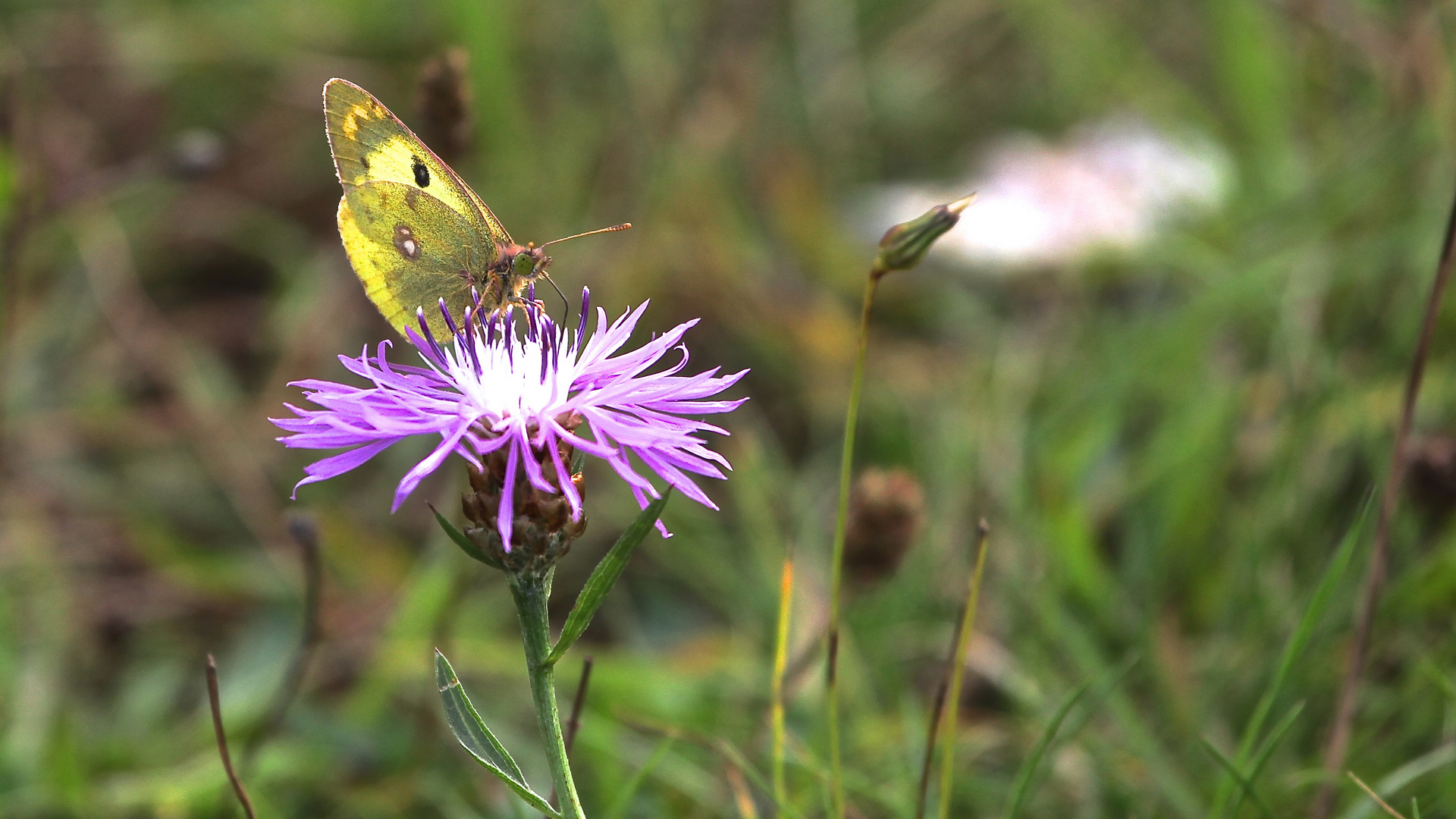 Bild 290: Goldene Acht(Colias hyale)