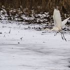 Bild 3 - der Silberreiher Flucht Szene