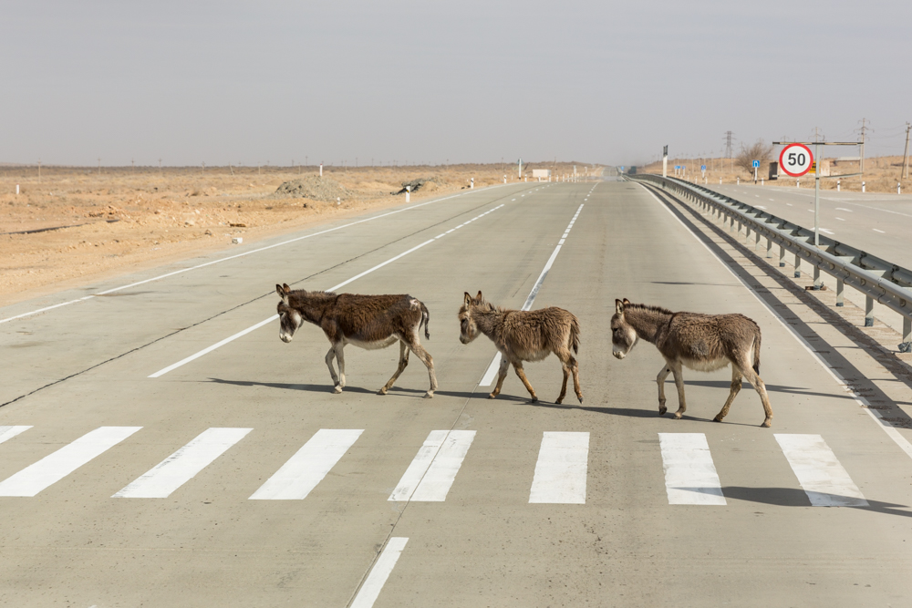 Bild 3 von 3 - da gehen wir doch lieber neben dem “Zebra”- Streifen