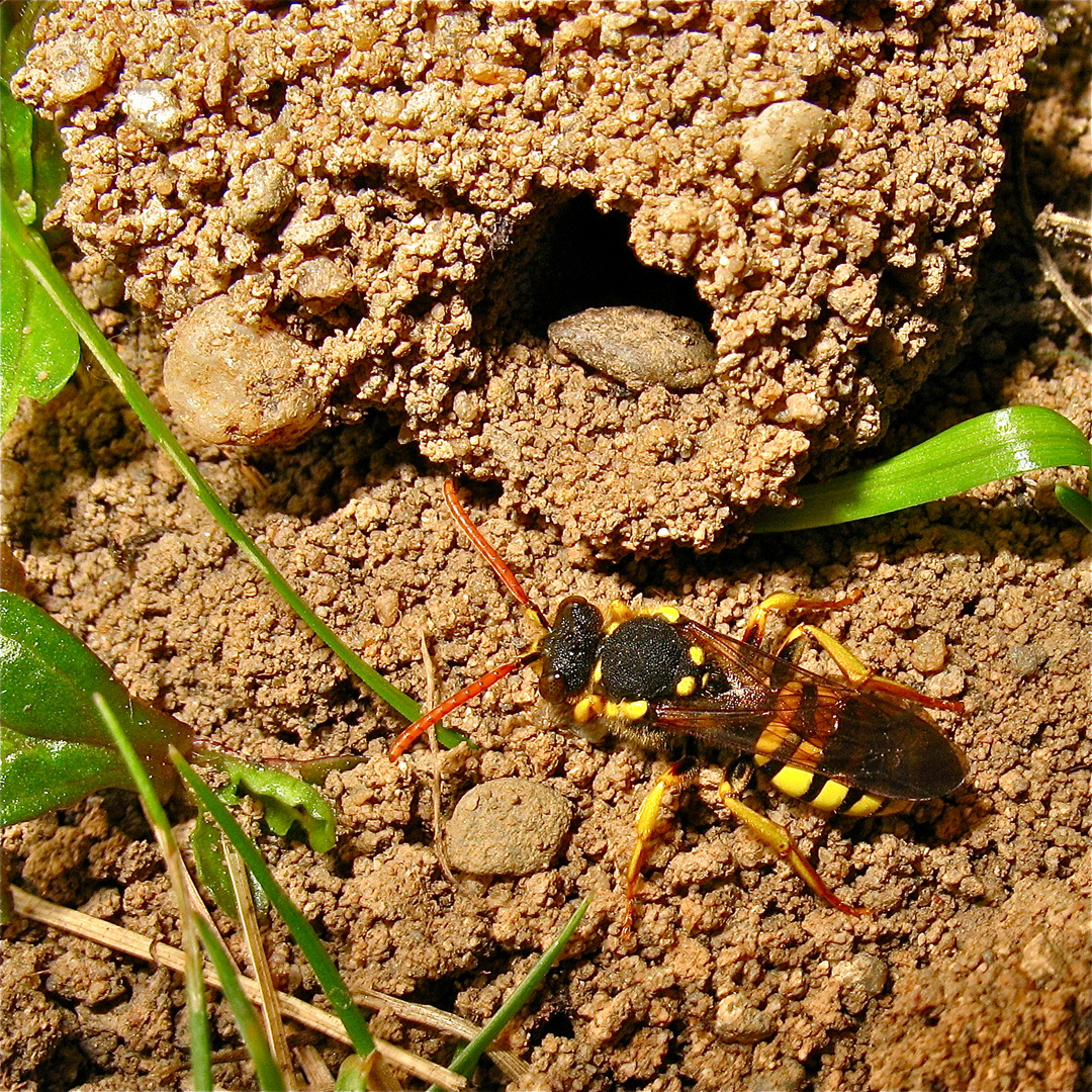 Bild 5 der Krimiserie von Sand- und Wespenbiene in Düsseldorf-Garath, 4.5.2012