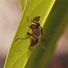 Bild 5 der Putzorgie bei der Mistbiene Eristalis tenax - die Flügel