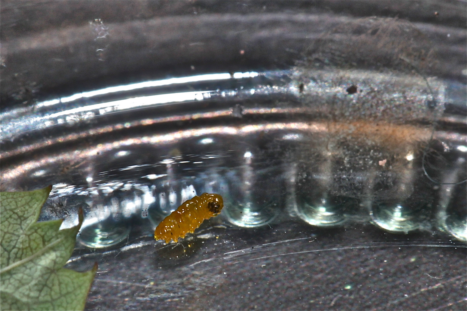 (Bild 6) Beginnende Verpuppung der Minierraupe (Nepticula sp.) an Rose