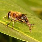 Bild 7 und damit letztes der Mistbienen-Putzserie (Eristalis tenax)