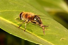 Bild 7 und damit letztes der Mistbienen-Putzserie (Eristalis tenax)