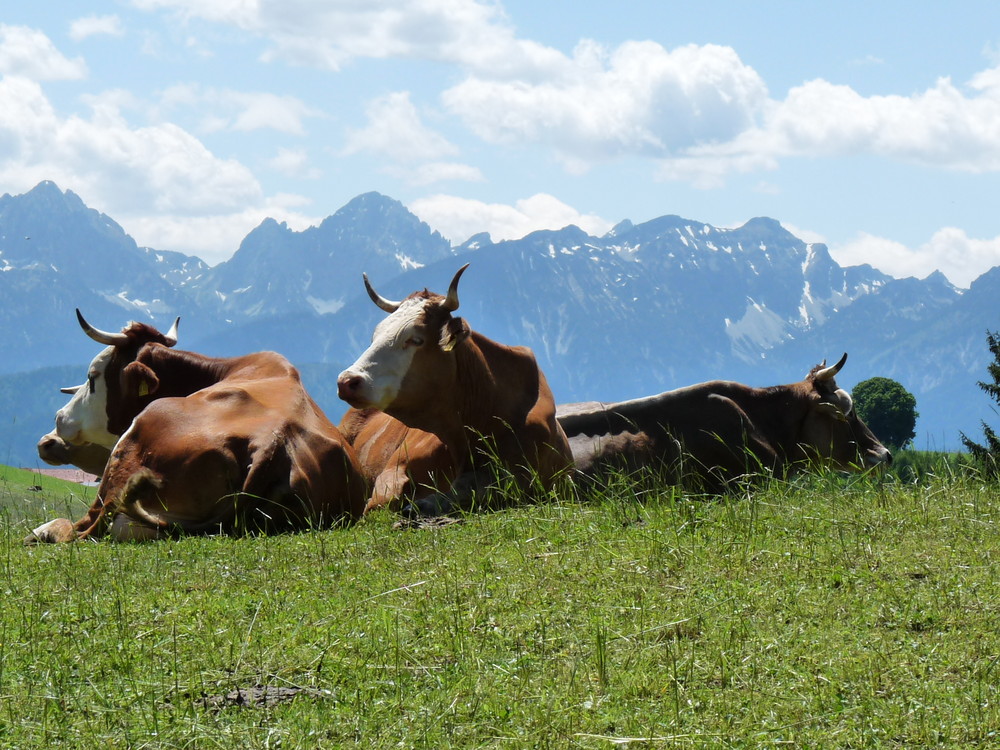 Bild aus Allgäu