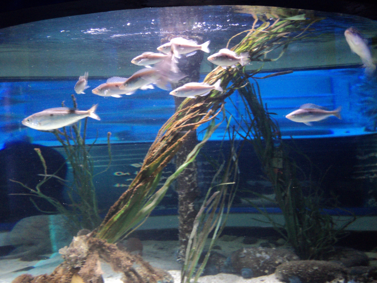 Bild aus dem "" SEALiFE"" Berlin