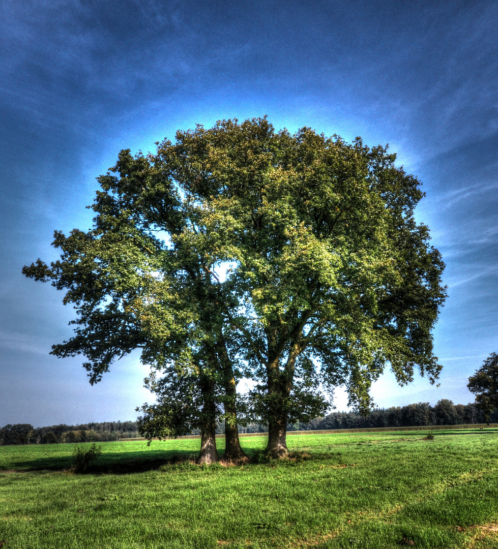 Bild Baum