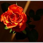 Bild der Rose