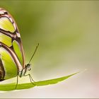 Bild der Woche - Schmetterling
