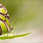 Bild der Woche - Schmetterling