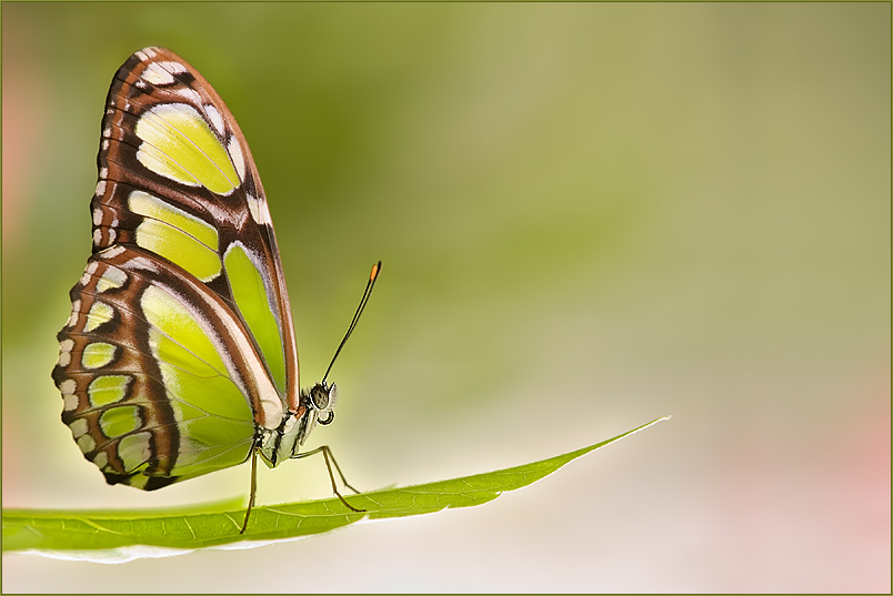 Bild der Woche - Schmetterling