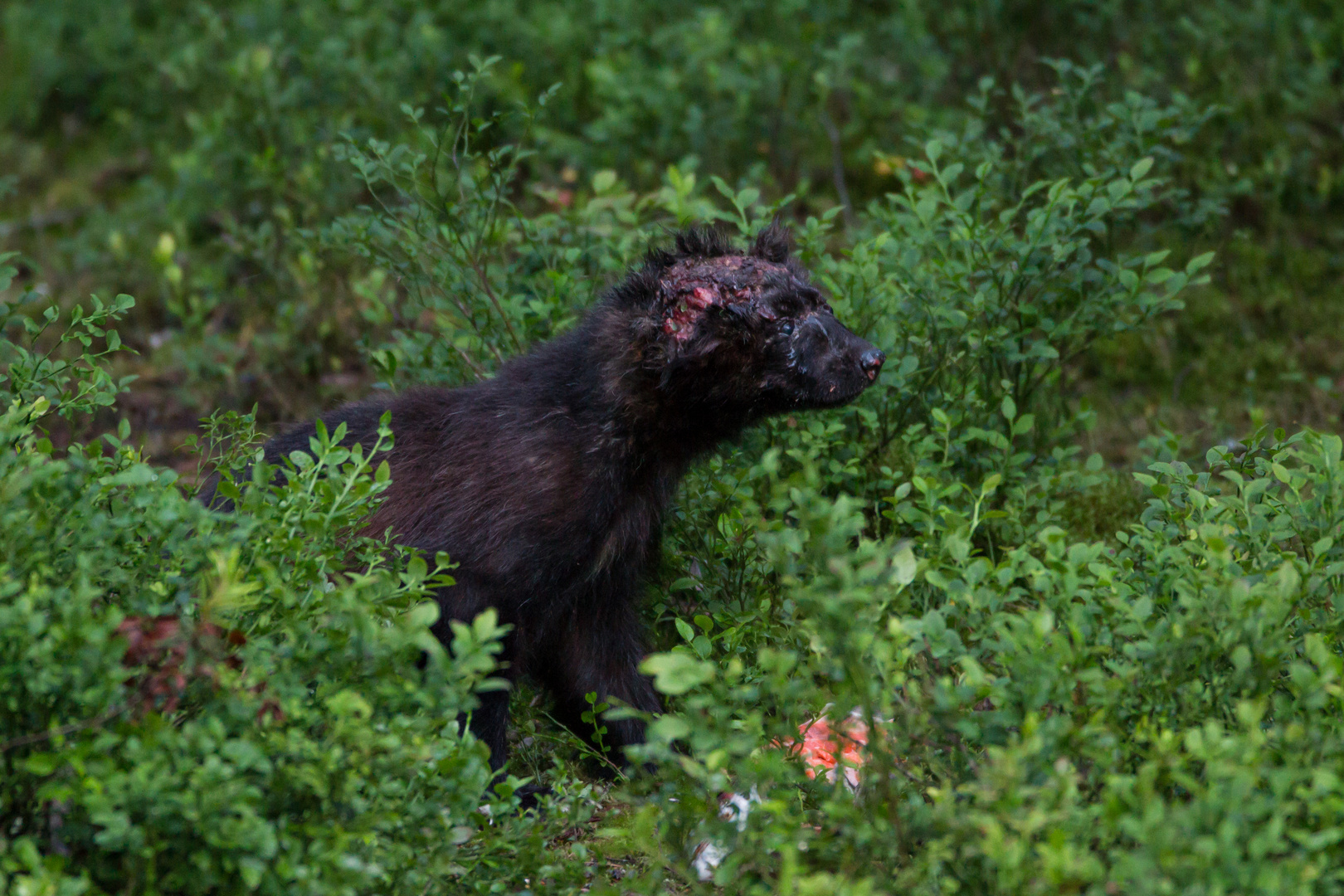 Bild des Grauens ! Foto & Bild tiere, wildlife, säugetiere Bilder auf