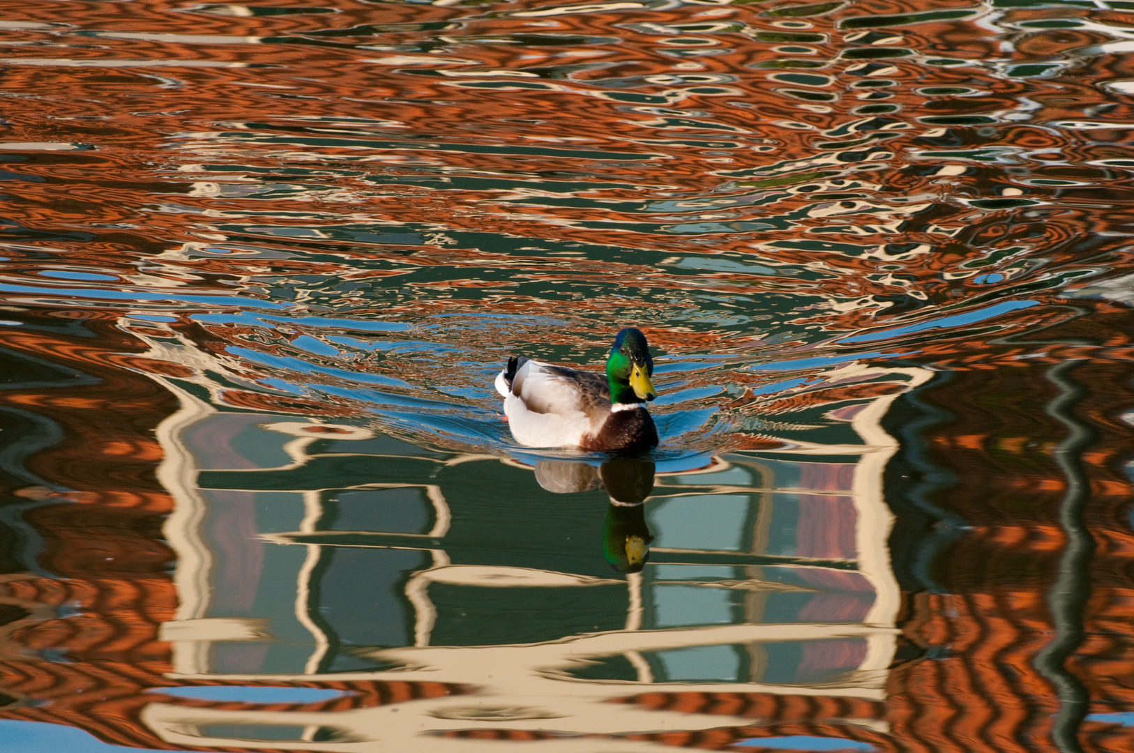 Bild einer Ente oder Ente im BIld