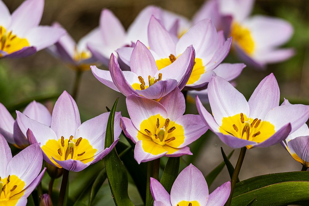 Bild einer Felsentulpe ((Tulipa saxatilis)