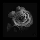 " Bild einer Rose "
