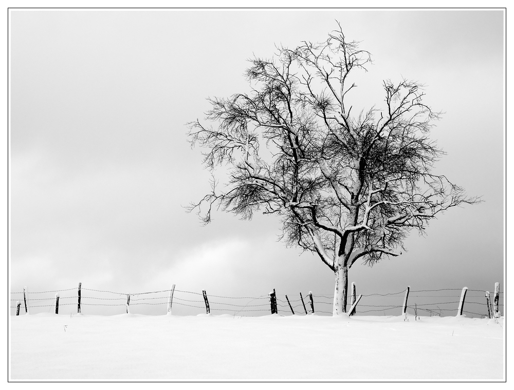 Bild im Schnee mit Zaun und Baum drauf