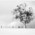 Bild im Schnee mit Zaun und Baum drauf